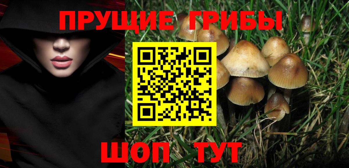 Галлюциногенные грибы Psilocybe Великий Устюг
